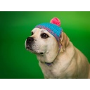 Knit The Cat  17 Die Macher I creatori